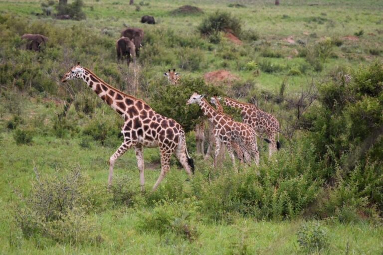Giraffes_in_kidepo_valley_national_park